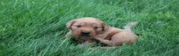 Golden Retriever dogs for sale: Golden Retriever 2 - Ad 3