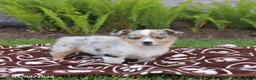 Mixed Breed dogs for sale: Scout - Ad 3