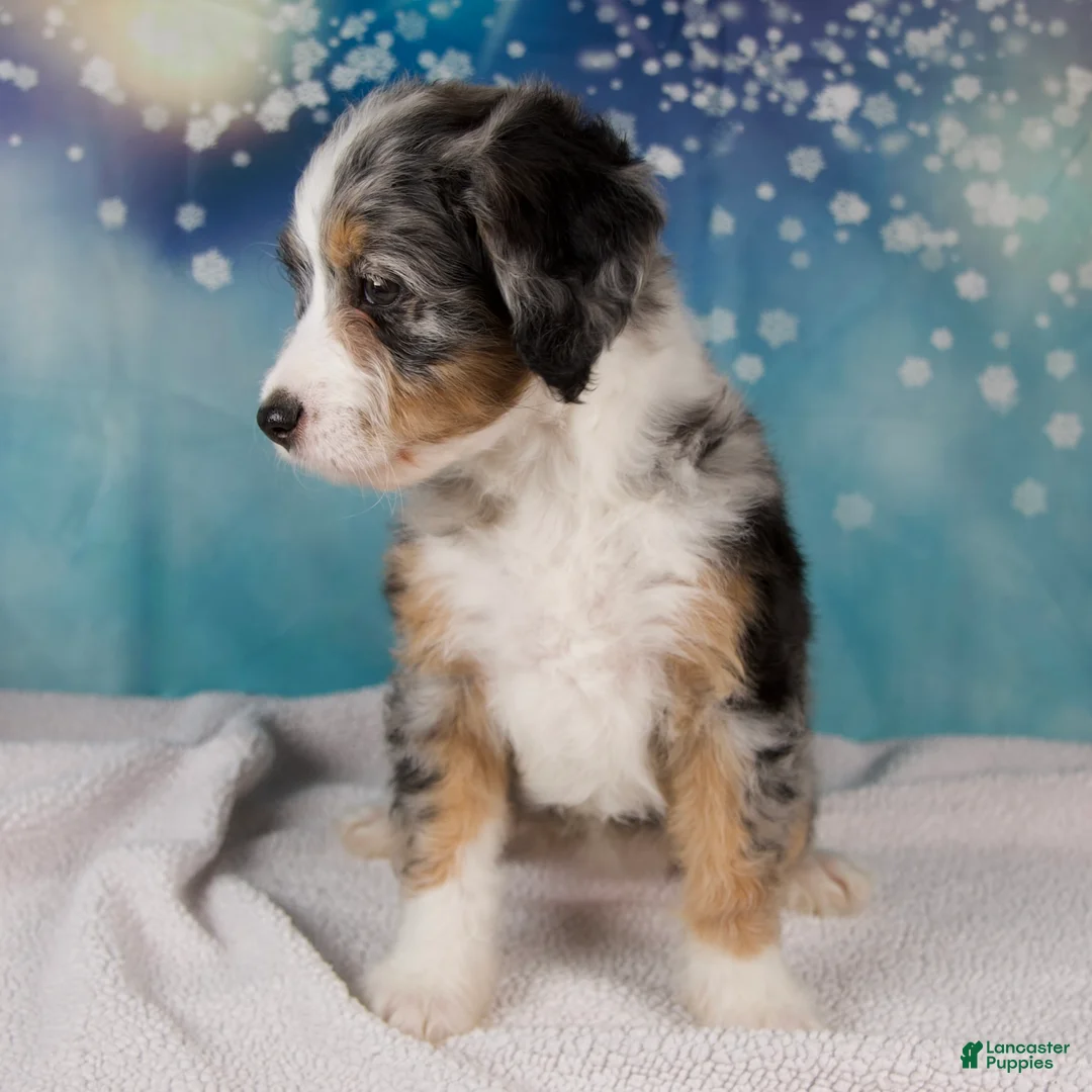 Mini Bernedoodle dogs for sale: Carrie - Ad 7