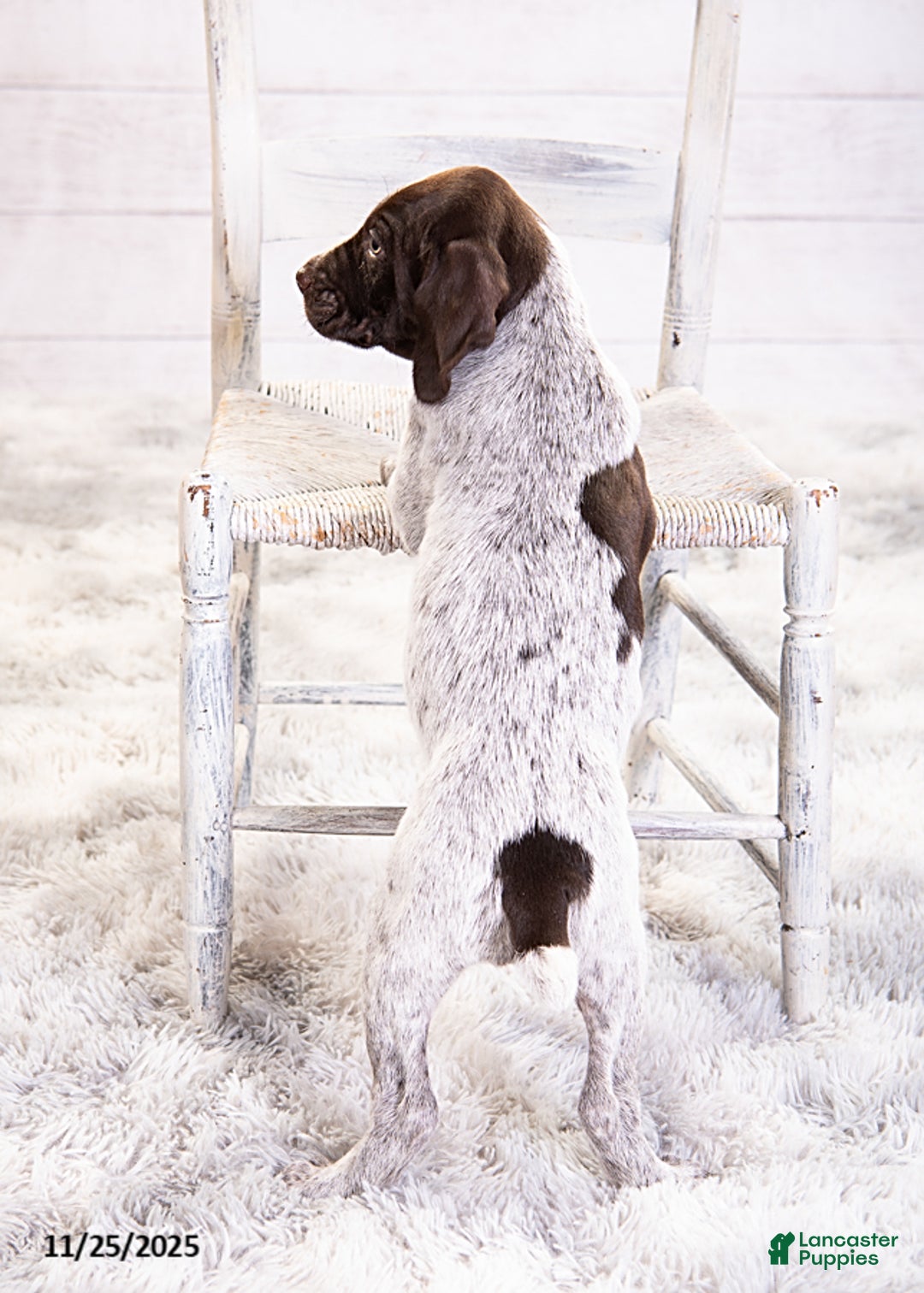 Mixed Breed dogs for sale: Reese - Ad 2