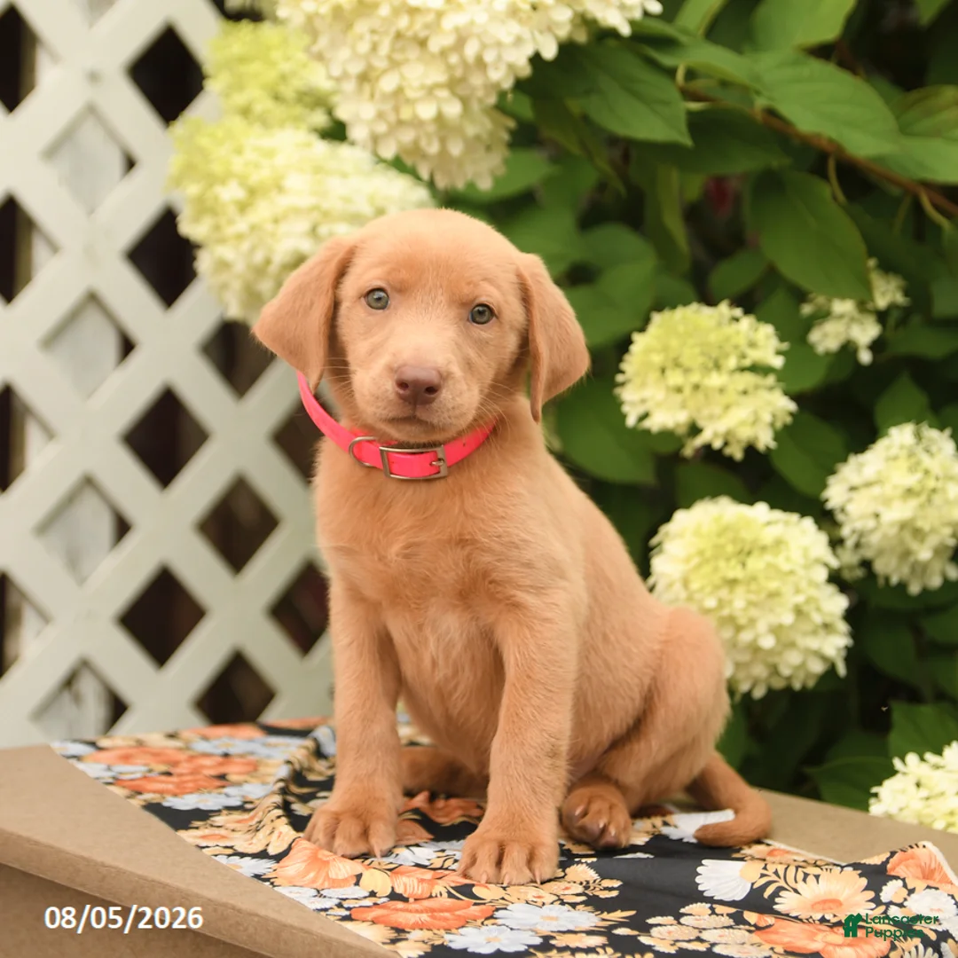 Labrador Retriever dogs for sale: Meadow - Ad 2