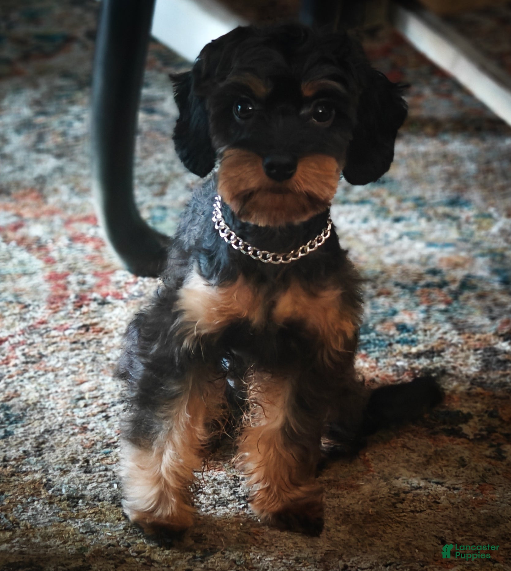 Milo