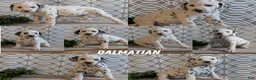 Dalmatian dogs for sale: Kody - Ad 12