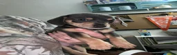 Chiweenie dogs for sale: Chiweenie Puppy 2 - Ad 2