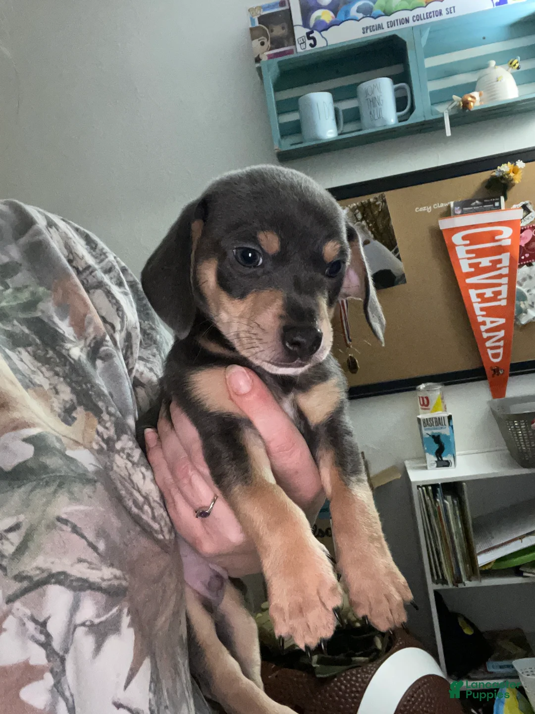 Chiweenie dogs for sale: Chiweenie Puppy 2 - Ad 2
