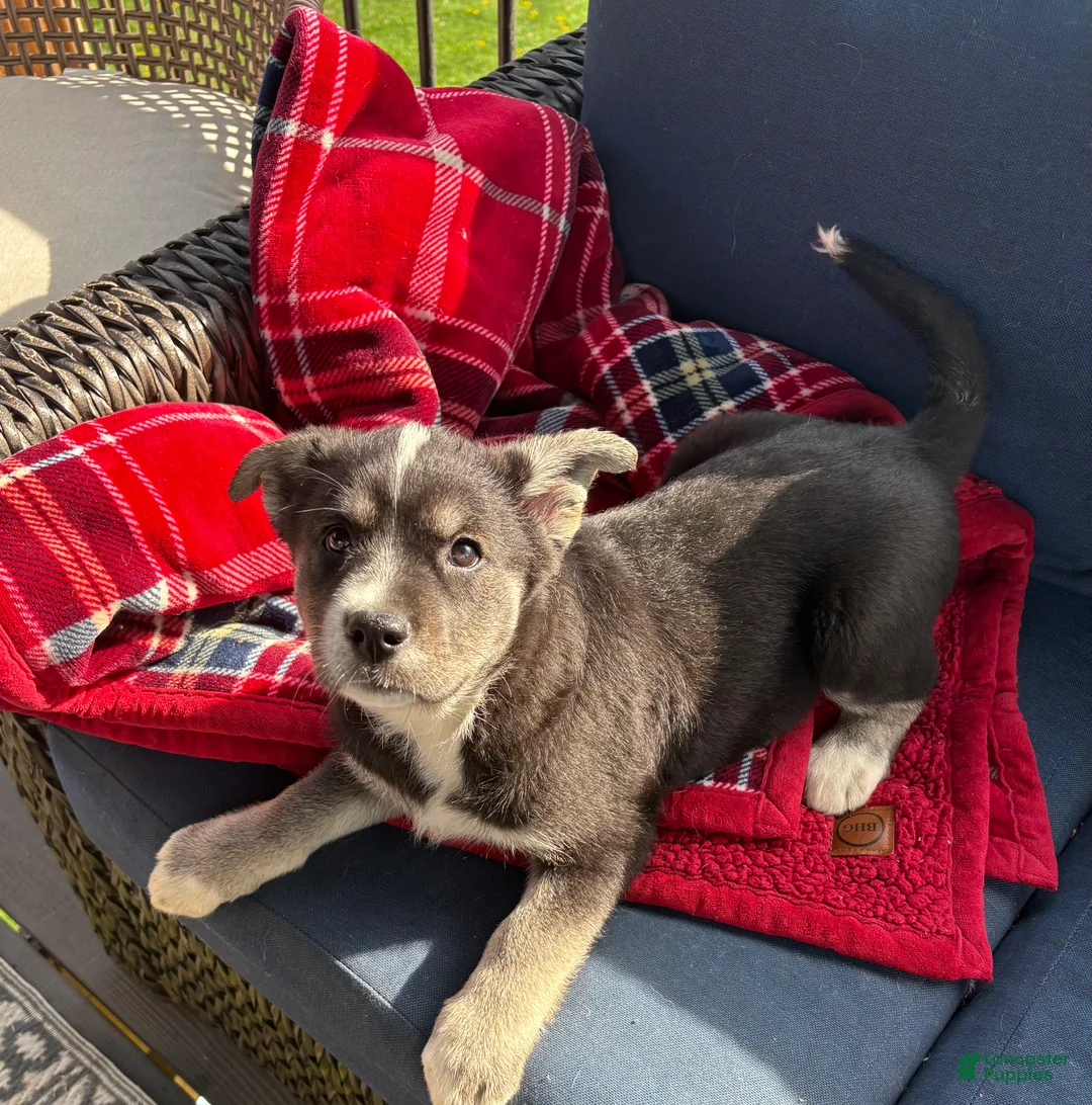 Mixed Breed dogs for sale: My Girl - Ad 2