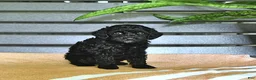 Miniature Poodle dogs for sale: Carissa - Ad 5