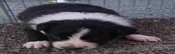 Border Collie dogs for sale: REBA - Ad 9