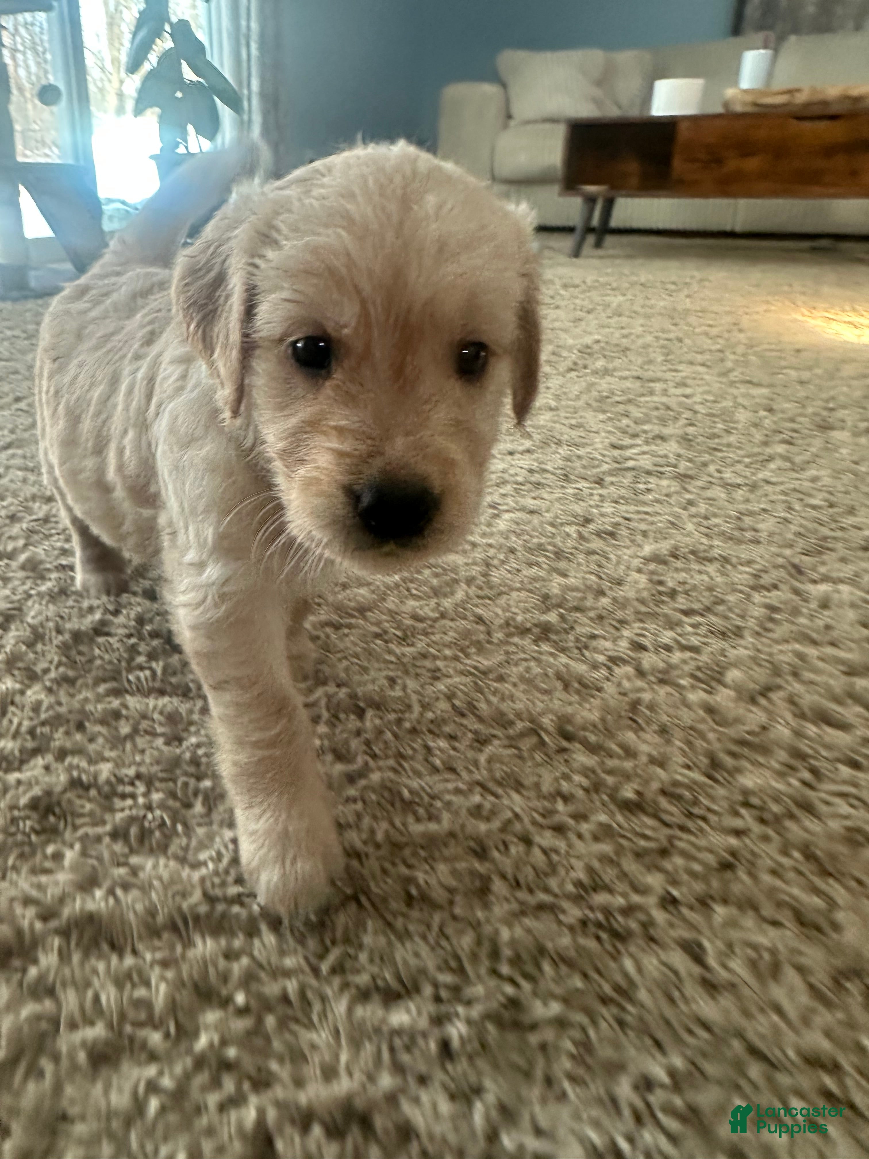 Golden Retriever dogs Penny - Ad 13