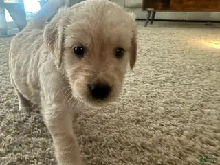 Golden Retriever dogs Penny - Ad 13