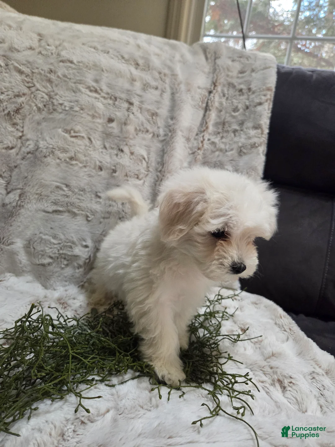Maltipoo dogs for sale: Maltipoo Puppy 2 - Ad 2