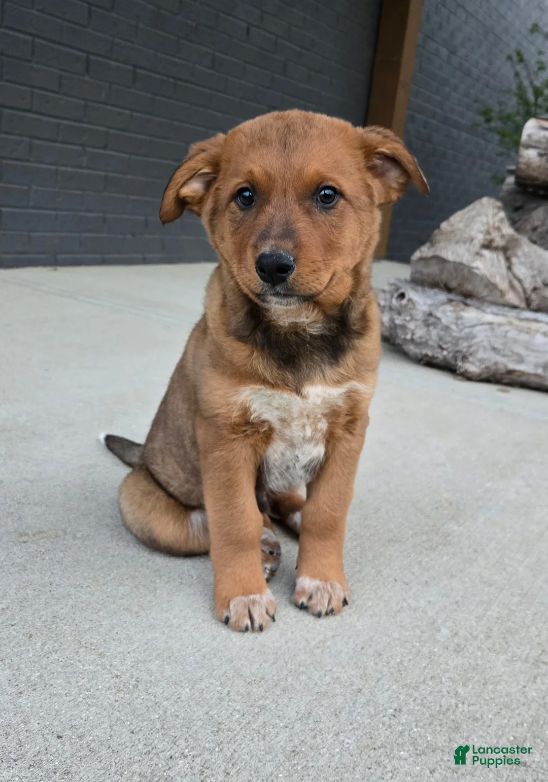 Australian Cattle Dog dogs for sale: Rocky  - Ad 2