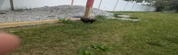 Labrador Retriever dogs for sale: Chocolate Male (Neon) - Ad 4