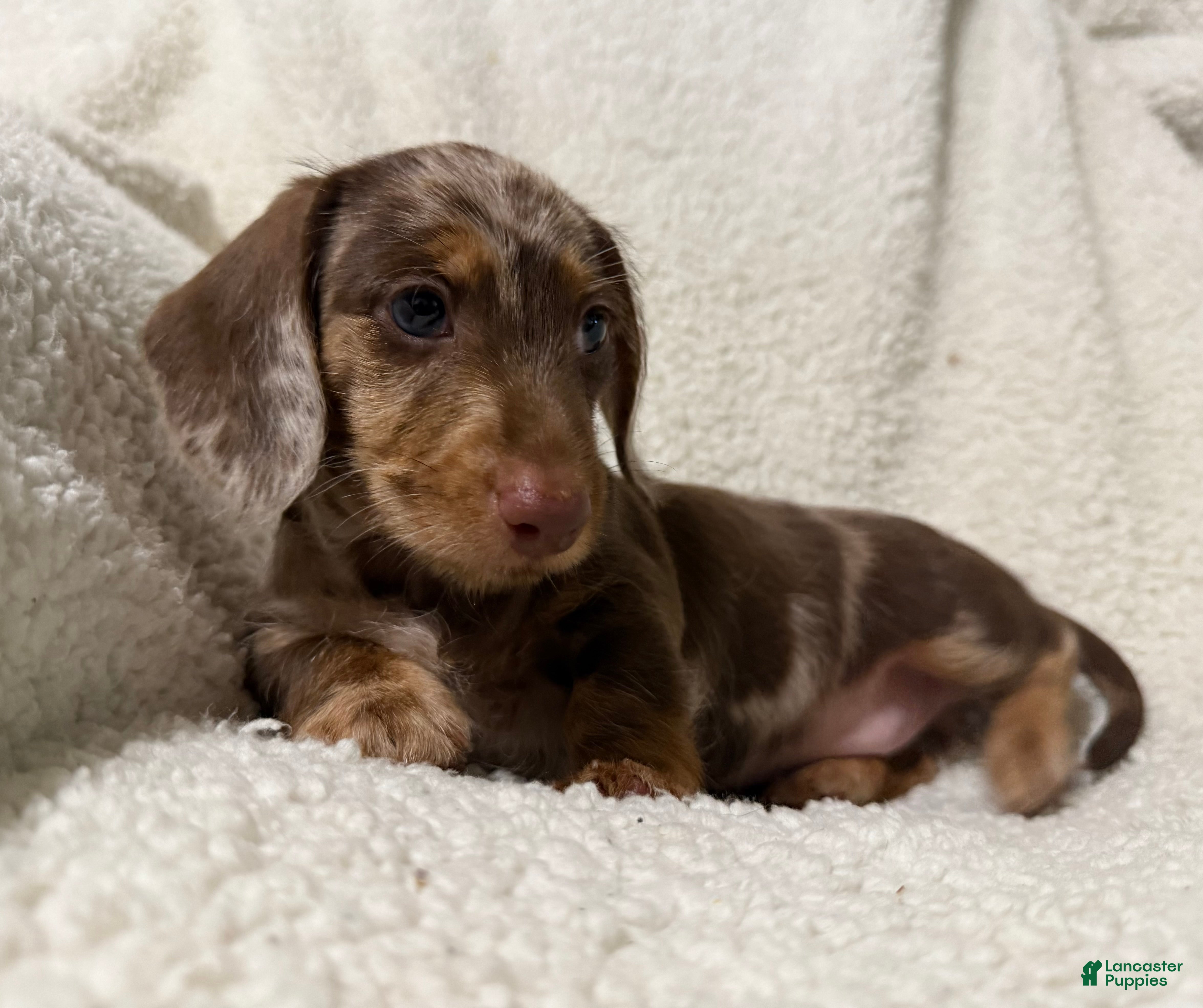 Miniature Dachshund dogs MERLEY GIRL - Ad 2