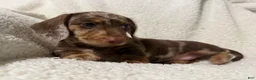 Miniature Dachshund dogs for sale: MERLEY GIRL - Ad 2