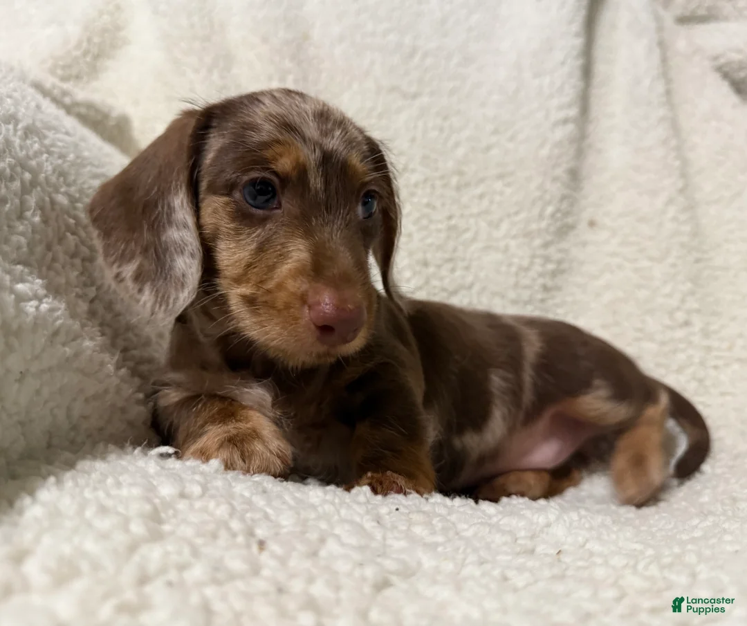 Miniature Dachshund dogs for sale: MERLEY GIRL - Ad 2