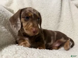 Miniature Dachshund dogs MERLEY GIRL - Ad 2