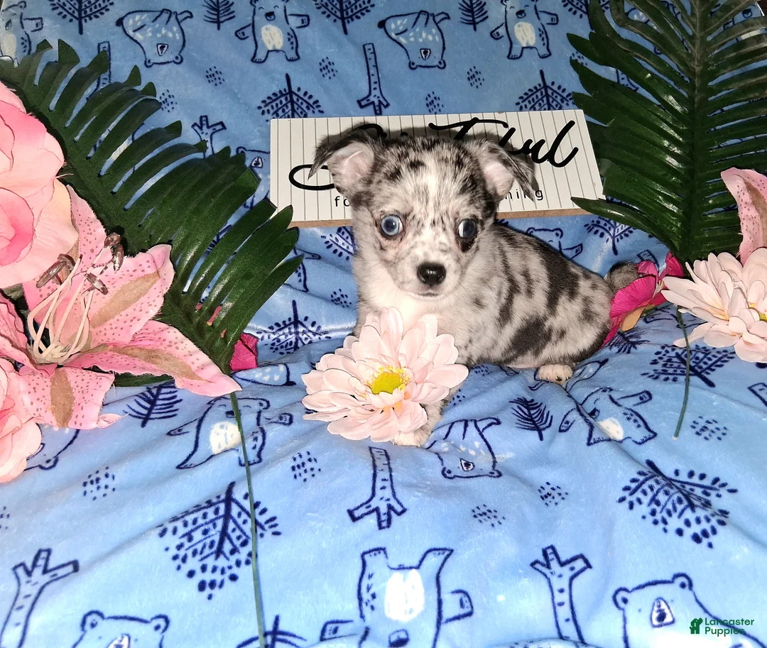 Chihuahua dogs for sale: Junior - Ad 2