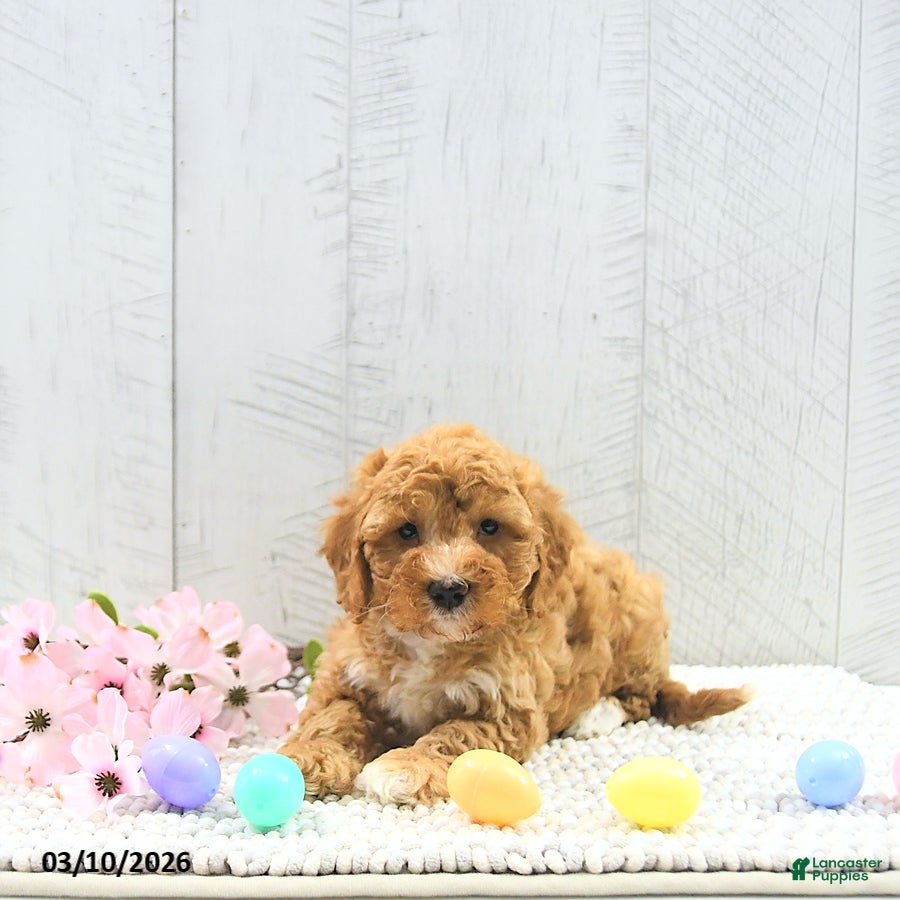 Mini Goldendoodle dogs Fido - Ad 1