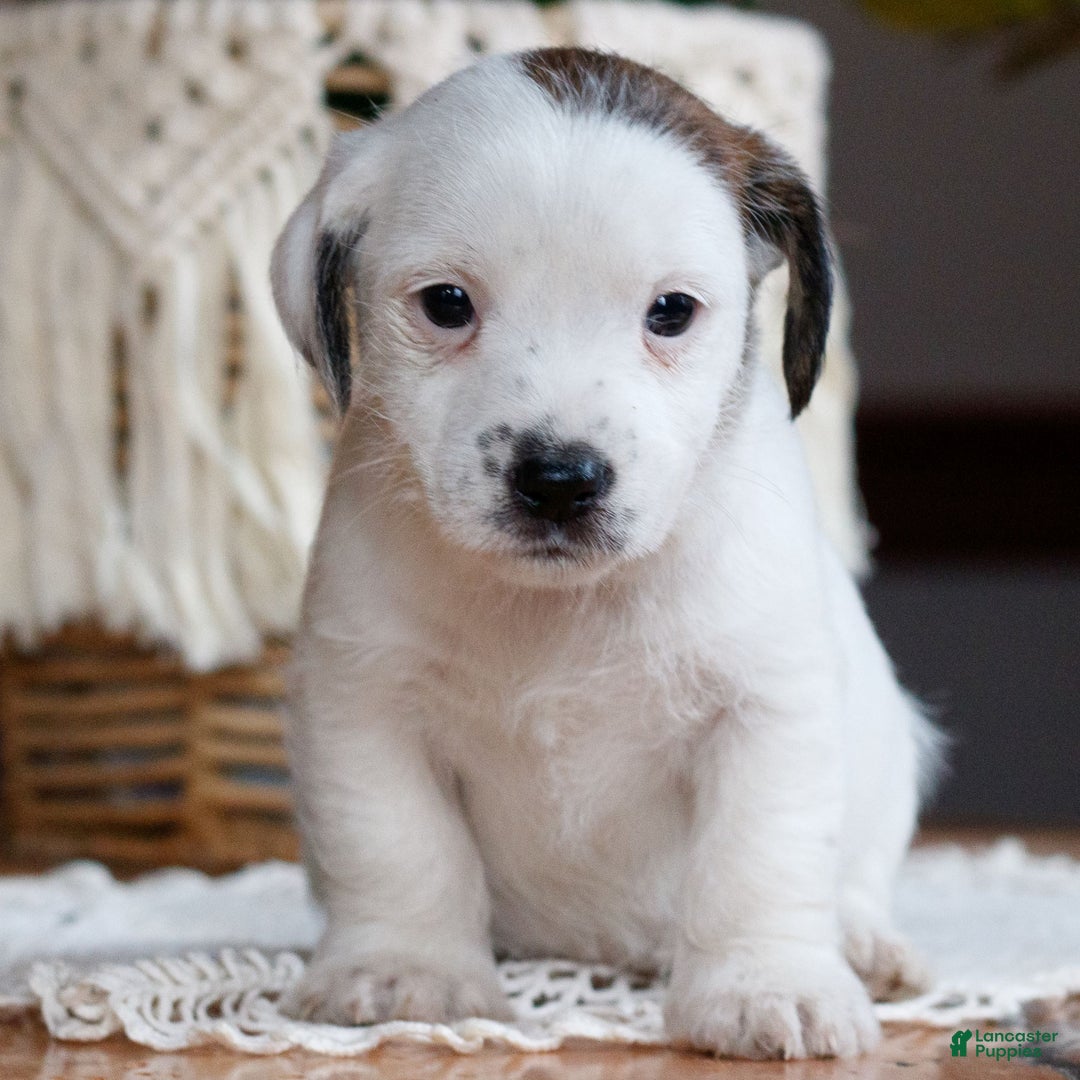 Mixed Breed dogs for sale: Snowy  - Ad 1