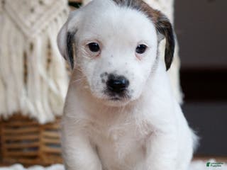 Mixed Breed dogs Snowy - Ad 28