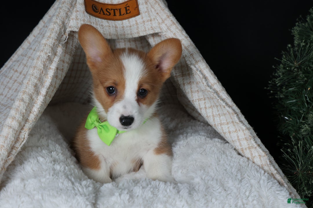 Welsh Corgi Pembroke dogs for sale: Hudson - Ad 18