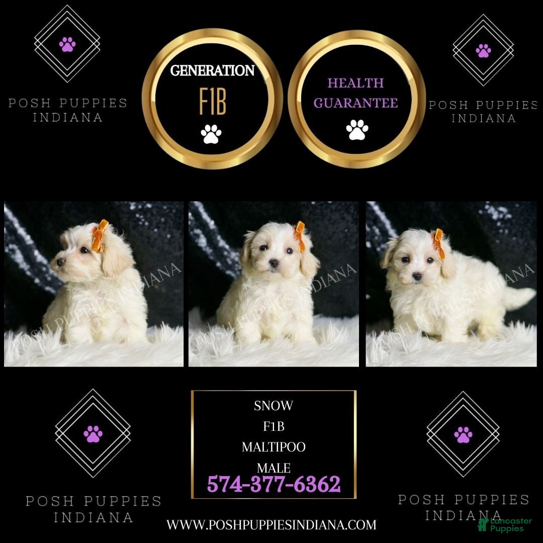 Maltipoo dogs for sale: Mr. Snow - Ad 2