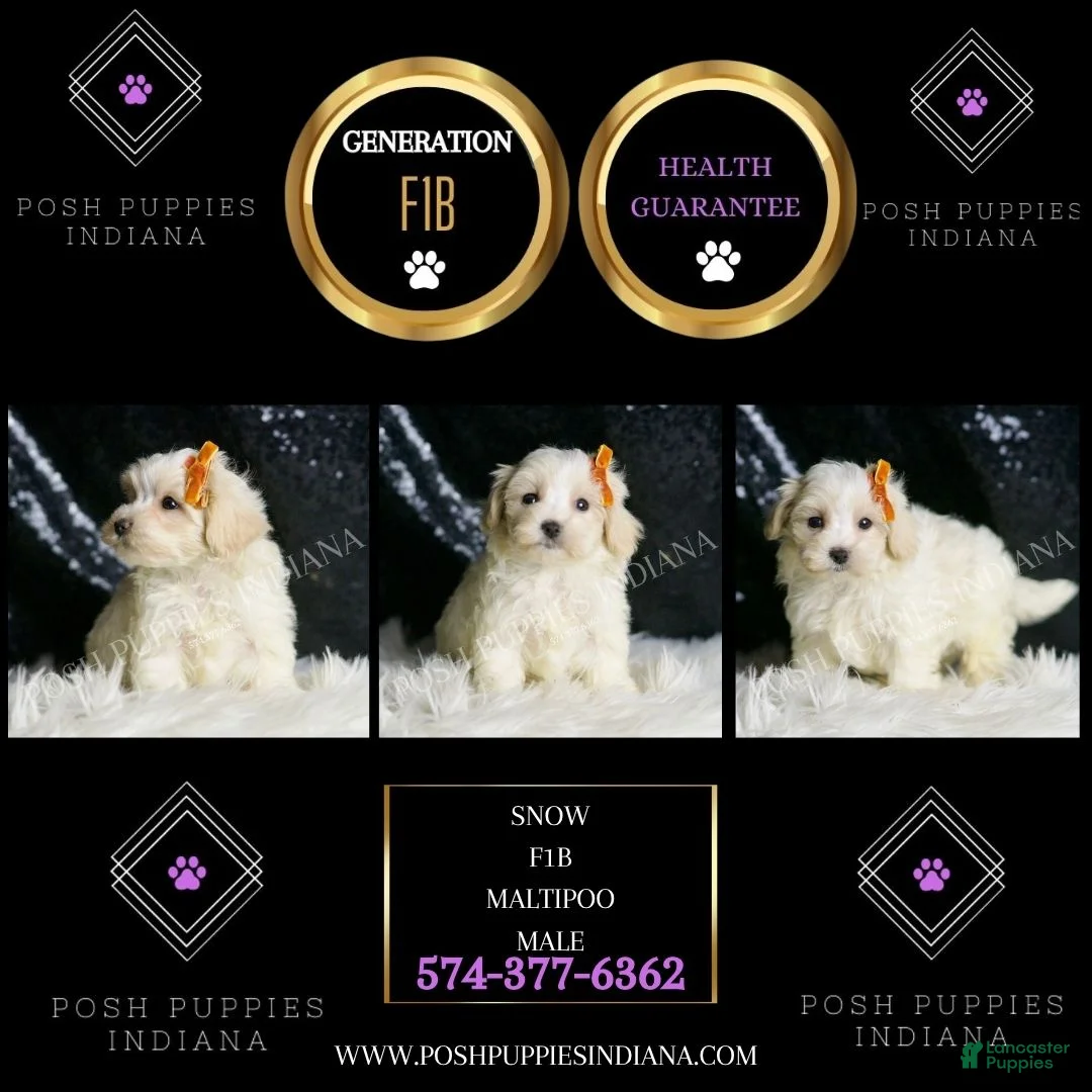 Maltipoo dogs for sale: Mr. Snow - Ad 2