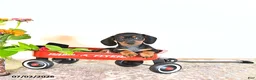 Miniature Dachshund dogs for sale: Daisy - Ad 4