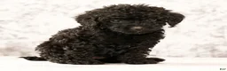 Havapoo dogs for sale: Darla - Ad 5