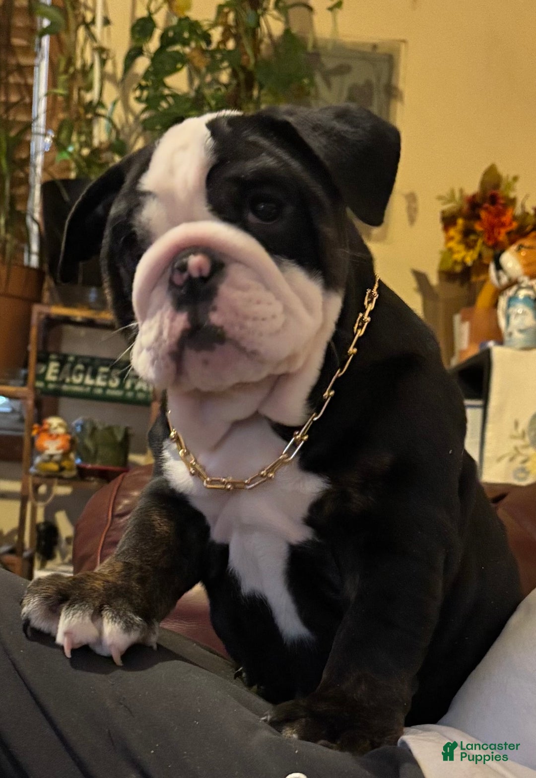 English Bulldog dogs for sale: Nugget - Ad 1