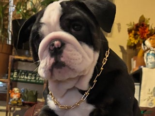 English Bulldog dogs Nugget - Ad 30