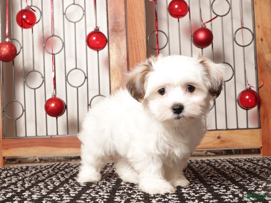 Teddy Bear dogs Juno - Ad 7