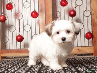 Teddy Bear dogs Juno - Ad 2