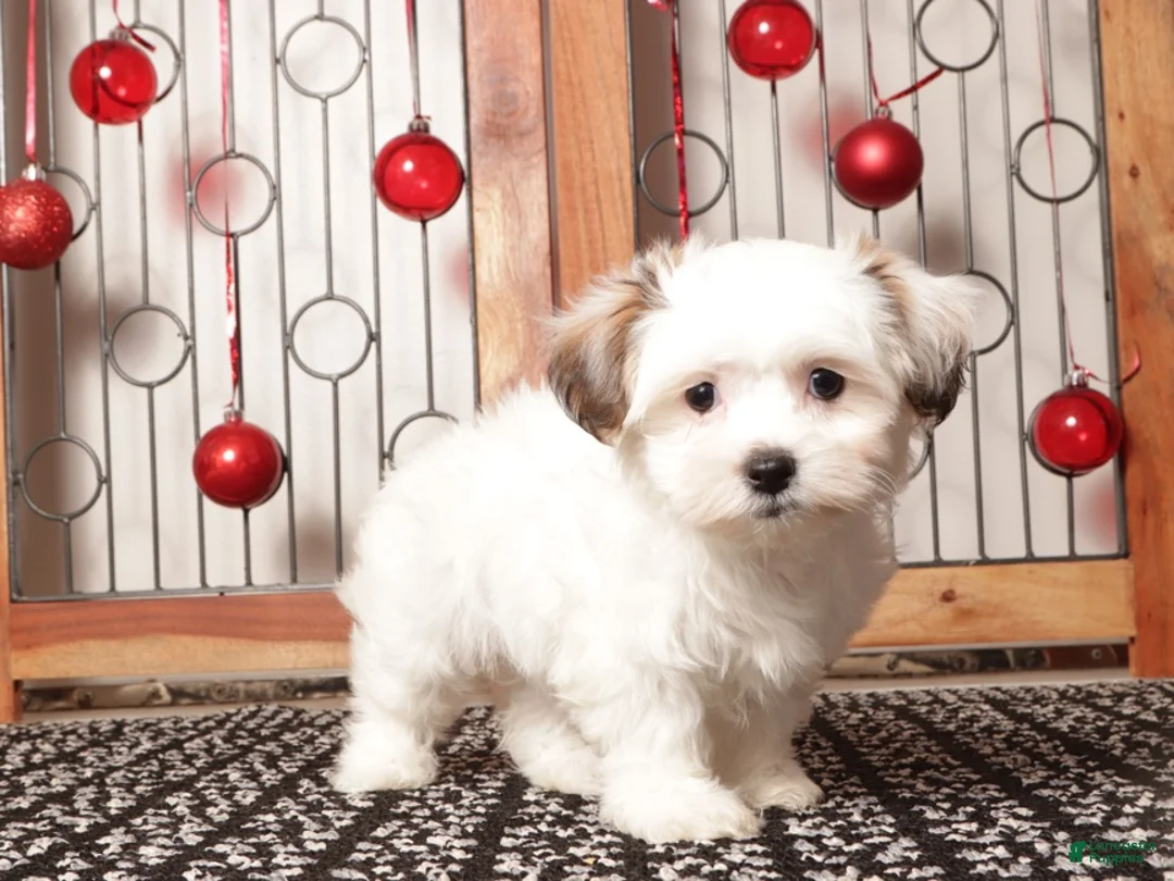 Teddy Bear dogs for sale: Juno - Ad 1