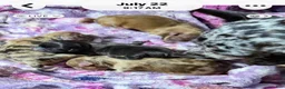 Chihuahua dogs for sale: Chihuahua 3 - Ad 12