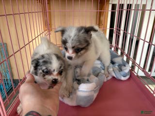 Pomchi dogs Pomchi Puppy 1 - Ad 1