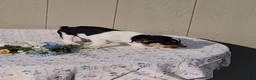 Jack Russell Terrier dogs for sale: Charlie - Ad 5