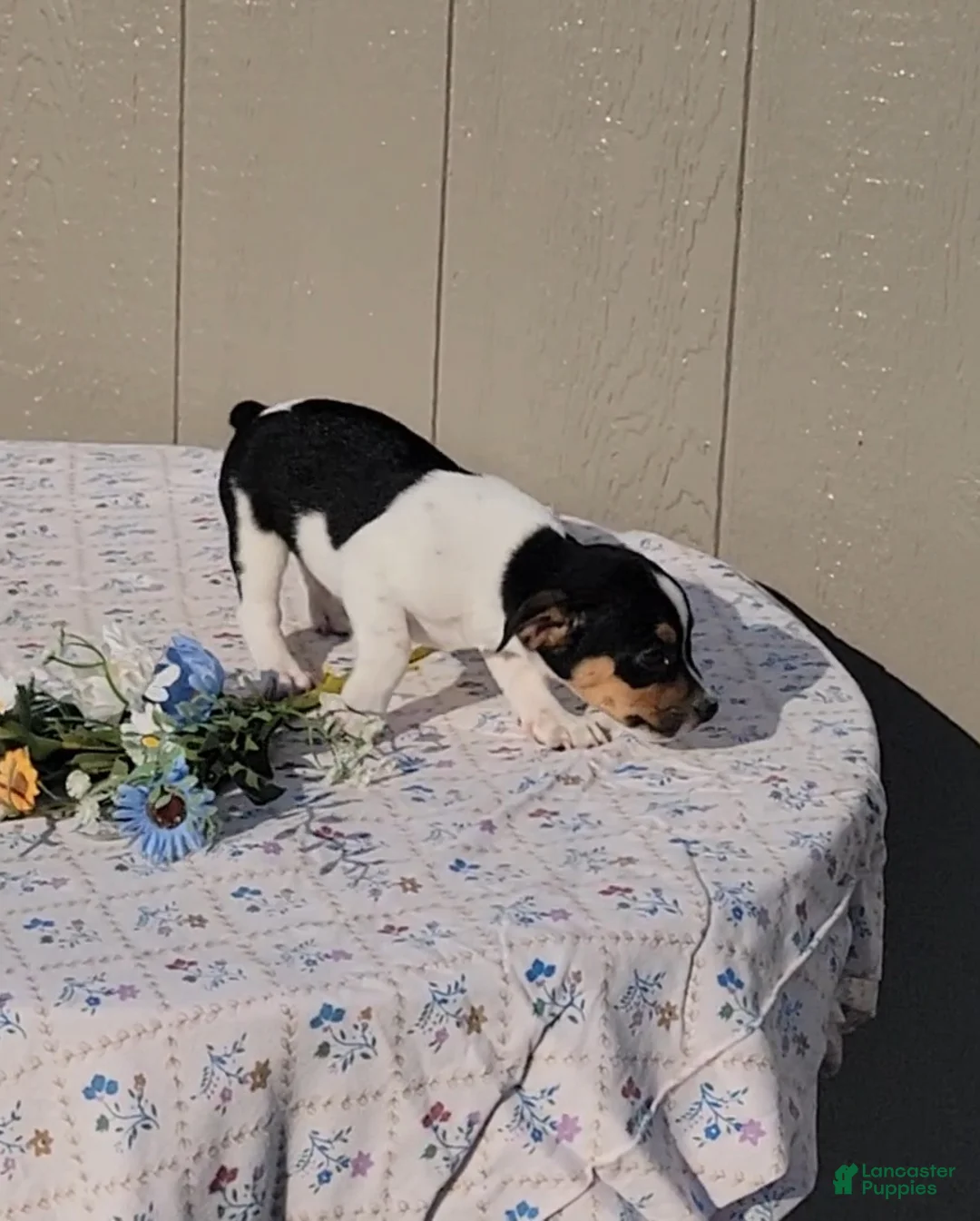 Jack Russell Terrier dogs for sale: Charlie - Ad 5