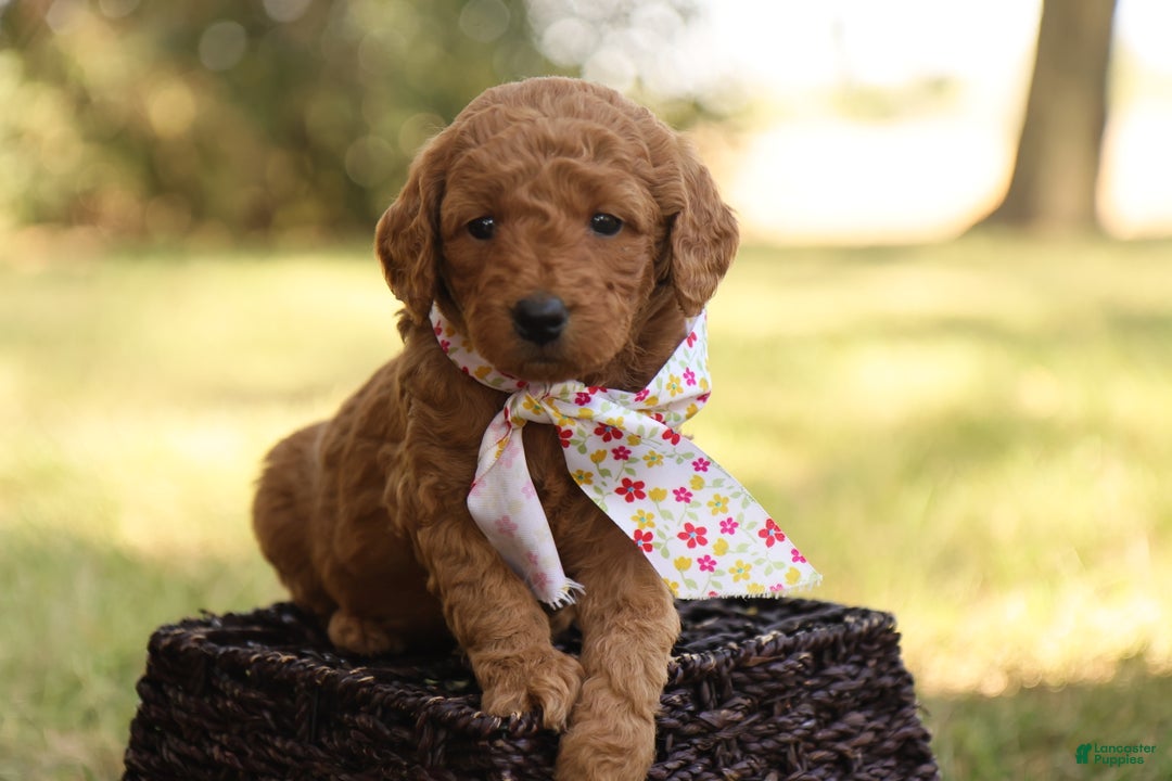 Mini Goldendoodle dogs for sale: Autumn - Ad 10