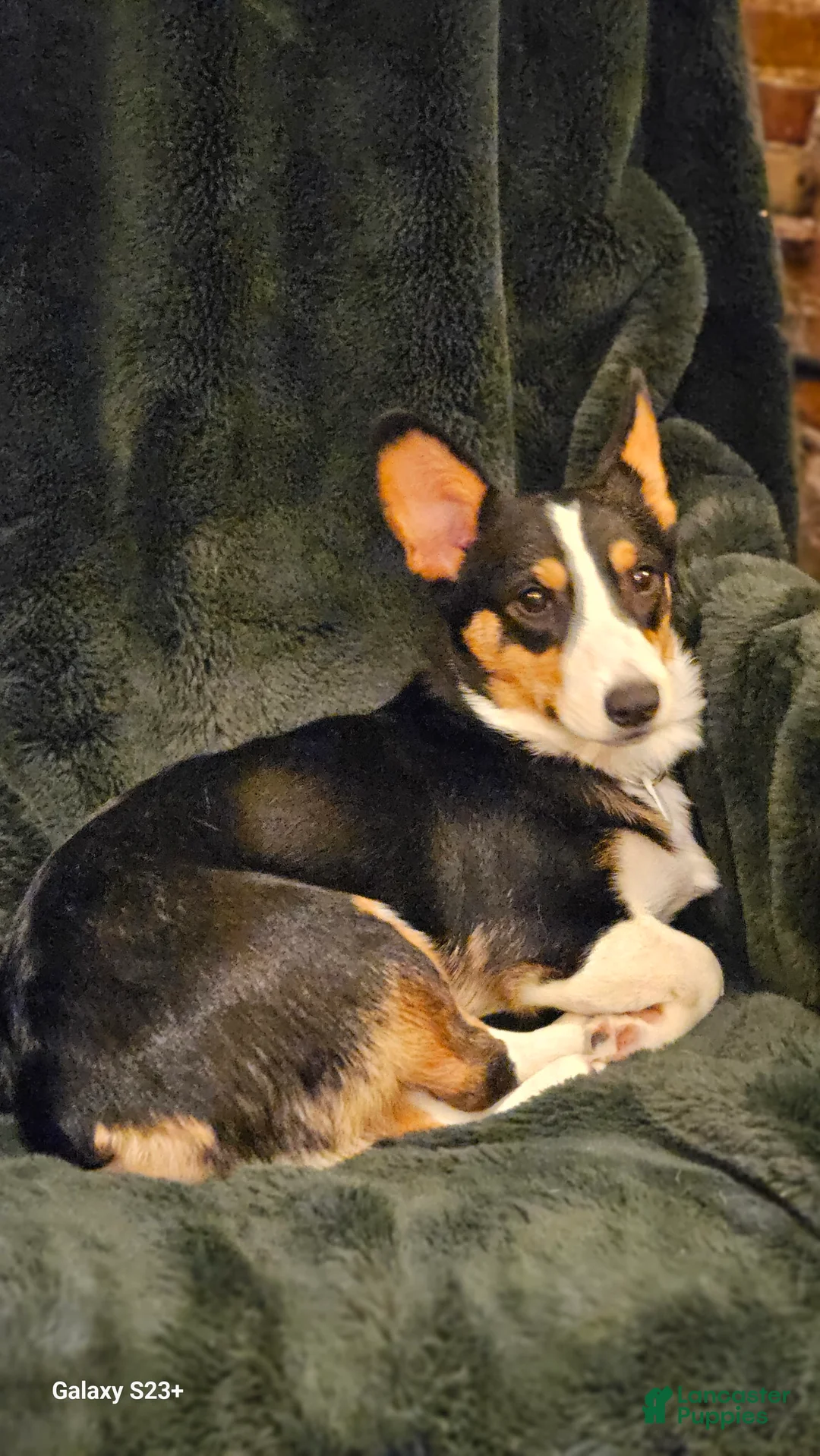 Welsh Corgi Pembroke dogs for sale: Cleopatra - Ad 5