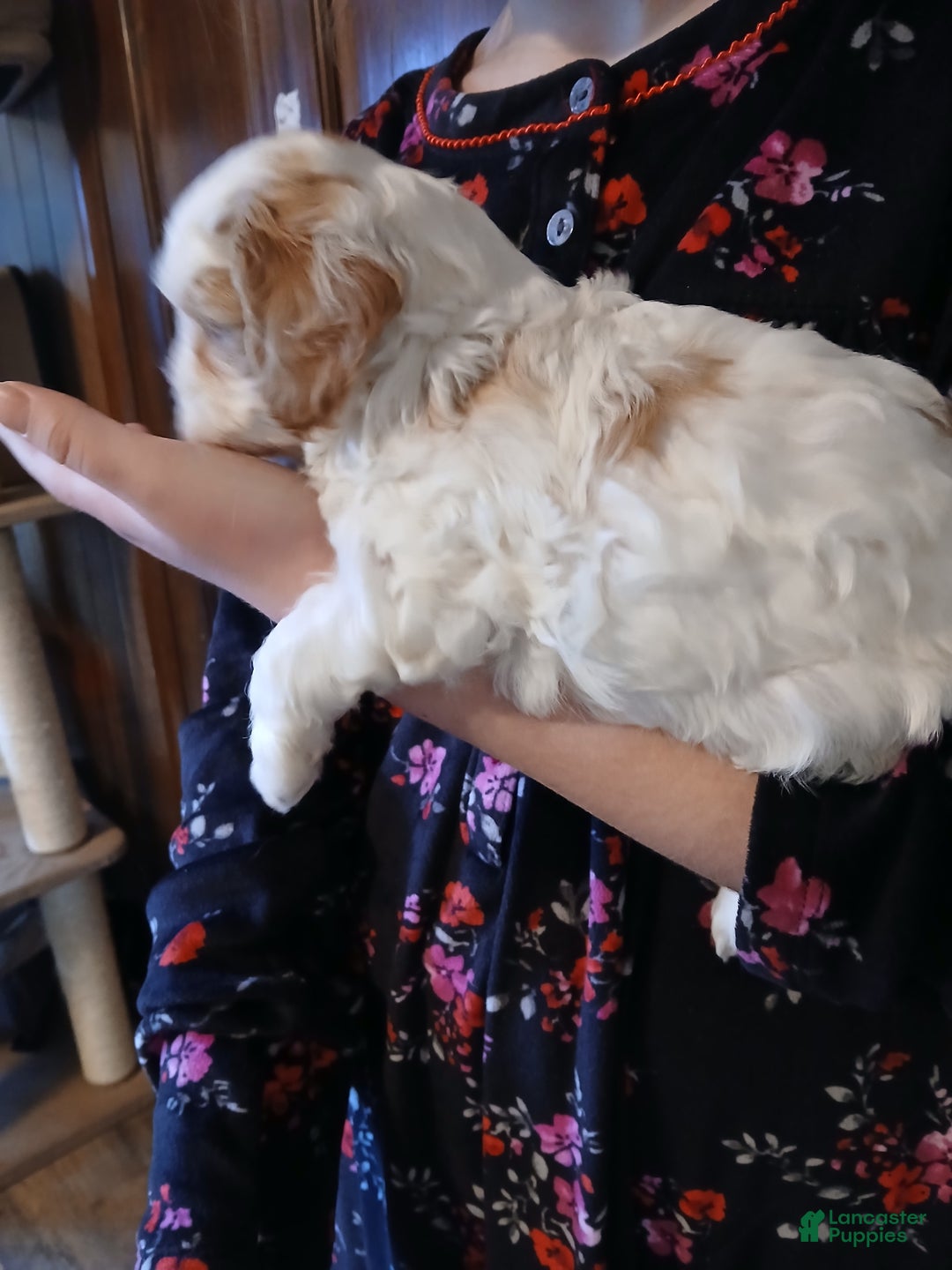 Cavapoo dogs for sale: Daisy - Ad 2