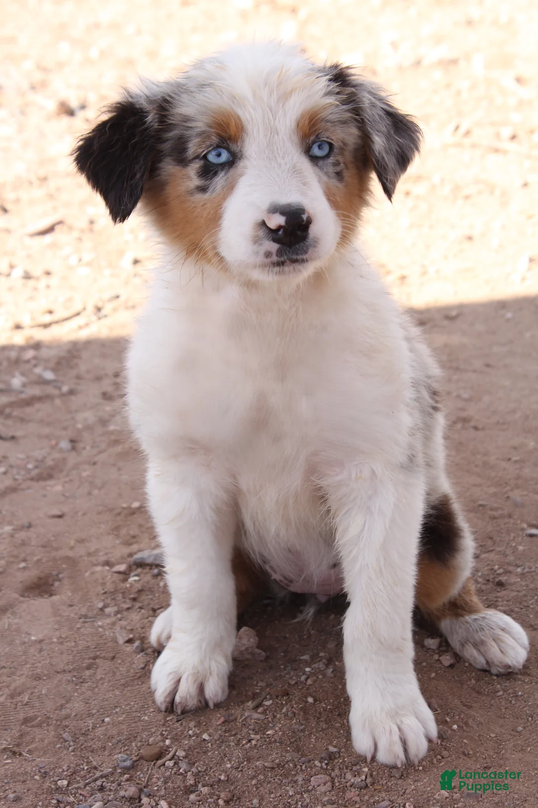 Australian Shepherd dogs for sale: 3 Blue merle girl with blue eyes - Ad 1