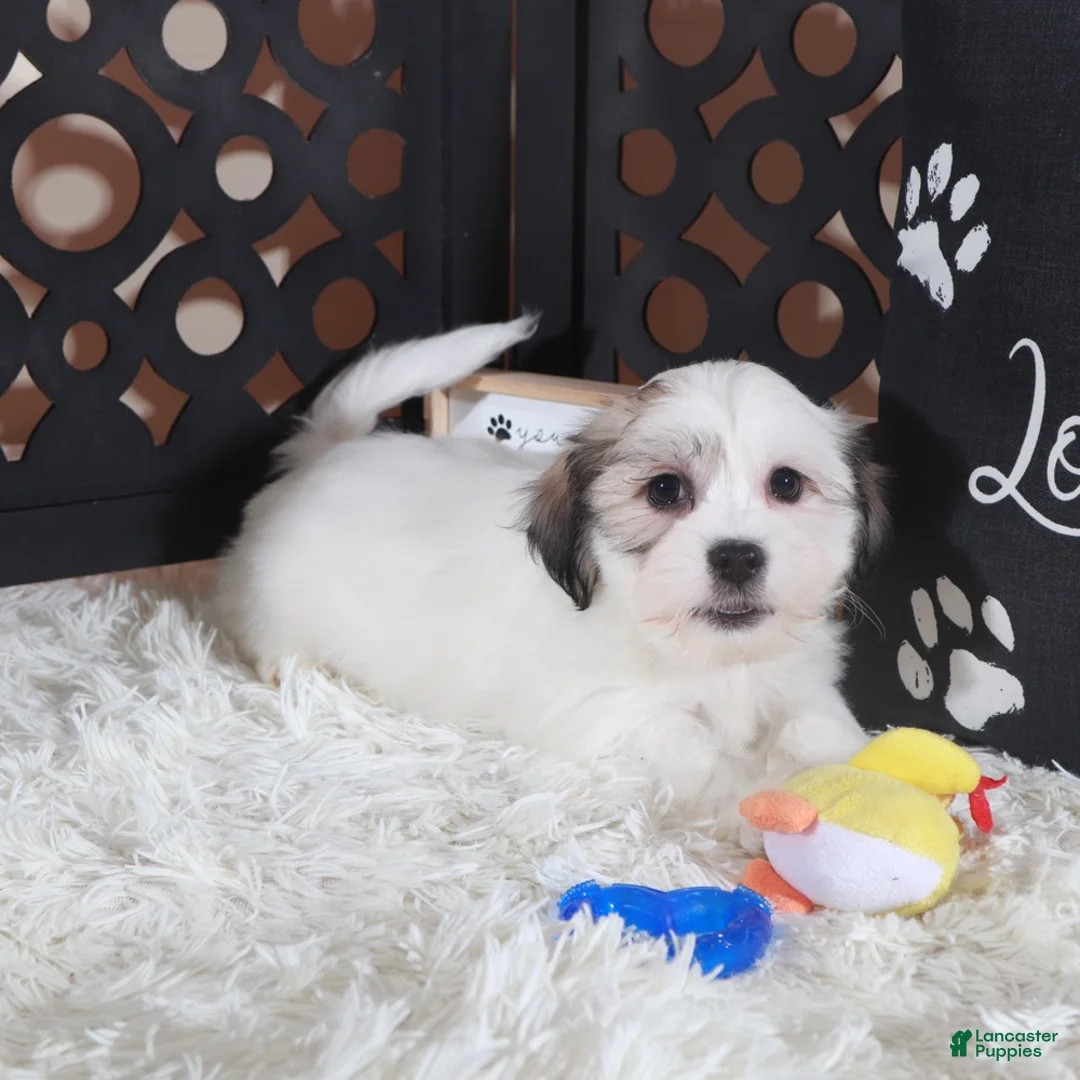 Teddy Bear dogs for sale: Bugsy Bouncing Teddy Bear Puppy - Ad 1