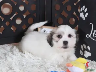 Teddy Bear dogs for sale: Bugsy Bouncing Teddy Bear Puppy - Ad 4