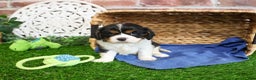 Cavalier King Charles Spaniel dogs for sale: Keeter - Ad 11