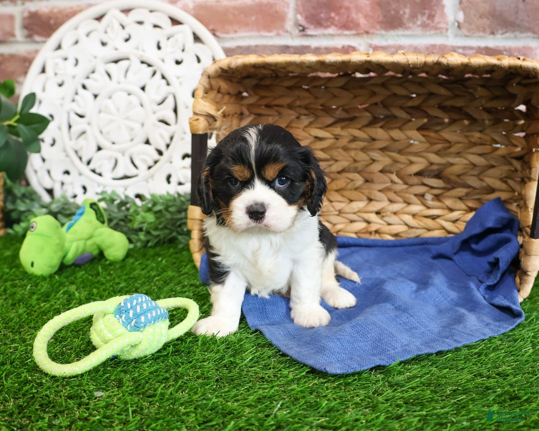 Cavalier King Charles Spaniel dogs for sale: Keeter - Ad 11