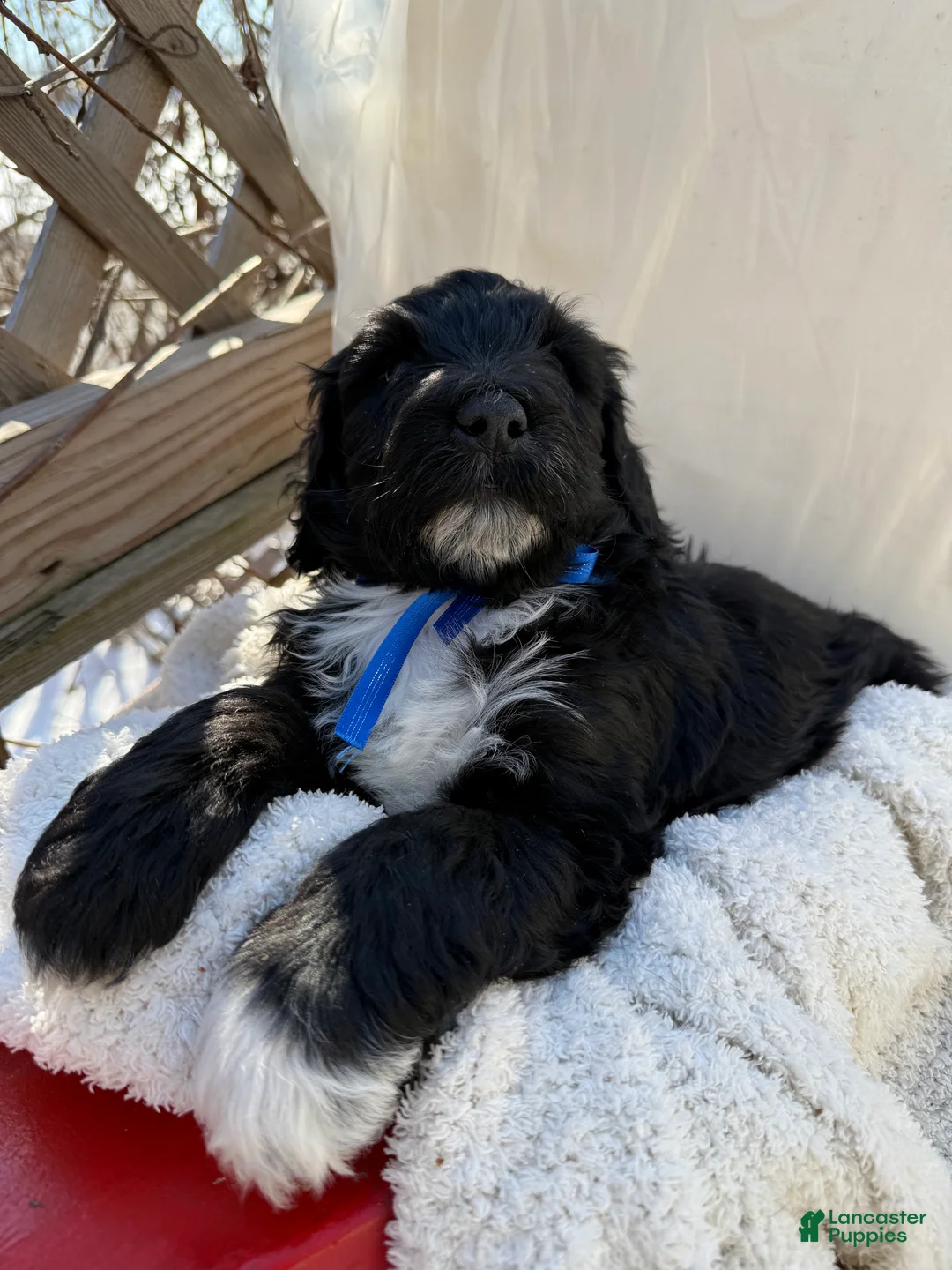 Mixed Breed dogs for sale: Diamont - Ad 1