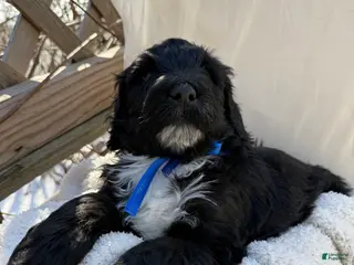 Mixed Breed dogs Diamont - Ad 29