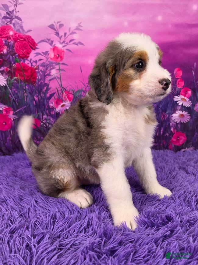 Mini Bernedoodle dogs Snorkel - Ad 2